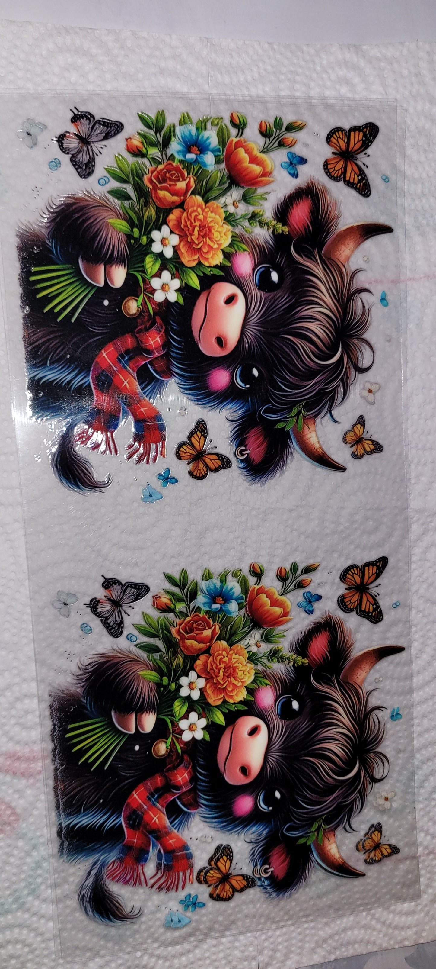 Cows