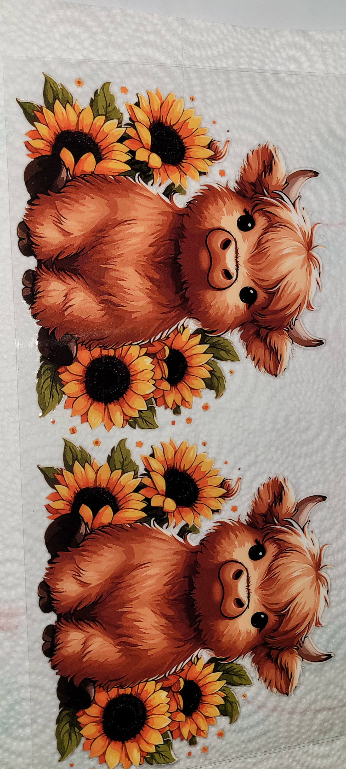 Cows