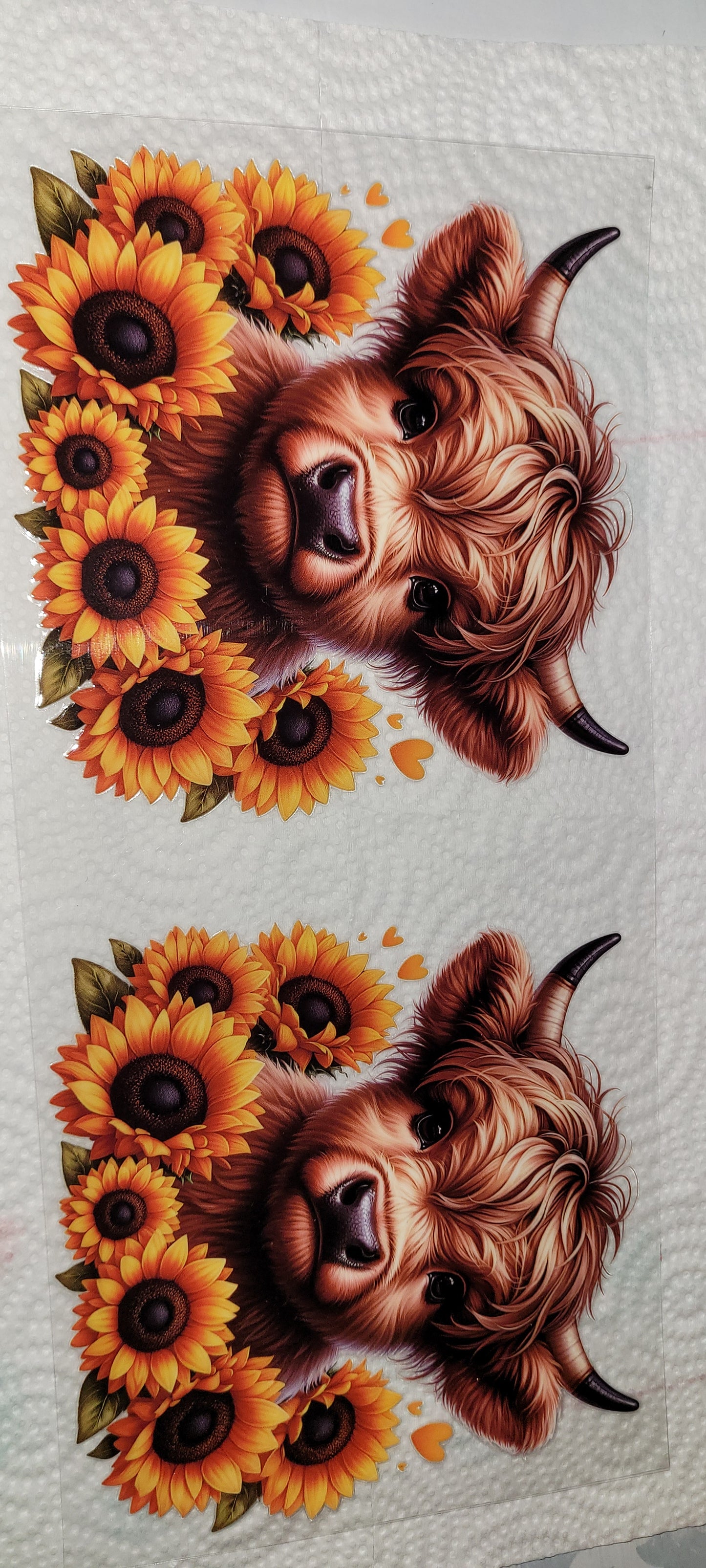 Cows